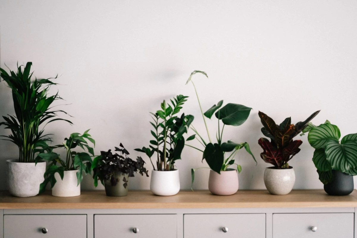 Different indoor plants lined up on top of a chest of drawers