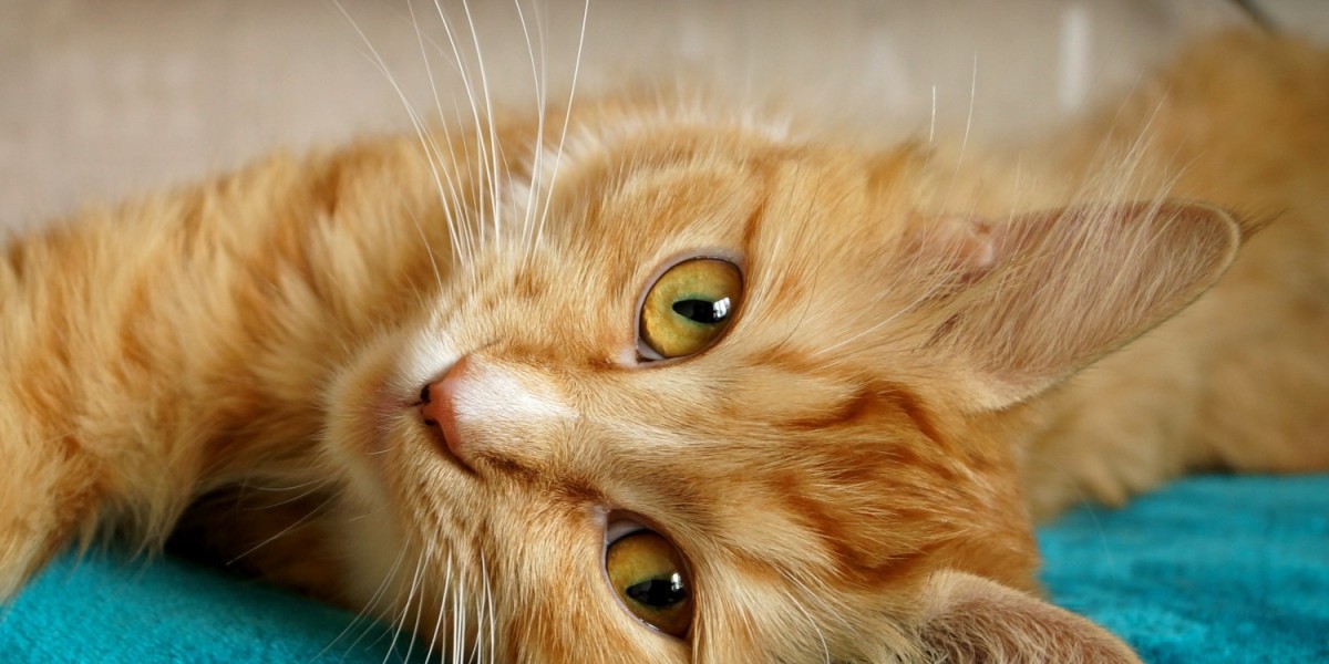 How to Make a Cat Comfortable in the Car