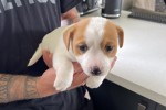 7 weeks old Jack Russell puppy