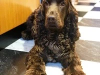 7 year old dog Cocker Spaniel