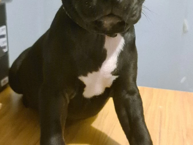 3 month old Staffie Pup