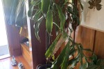 10 large indoor plants