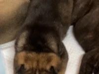 2 month puppy
