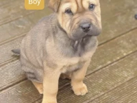 9 week old lab-pei