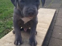 8 week old American staffy