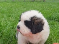 Puppy