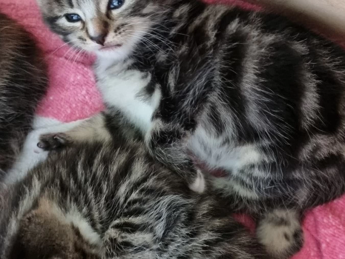 2 x Kittens