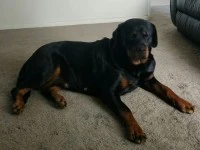 4 year old Rottweiler Female.