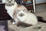 Pedigree Birman cats