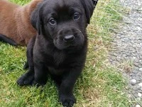 8 week old lab