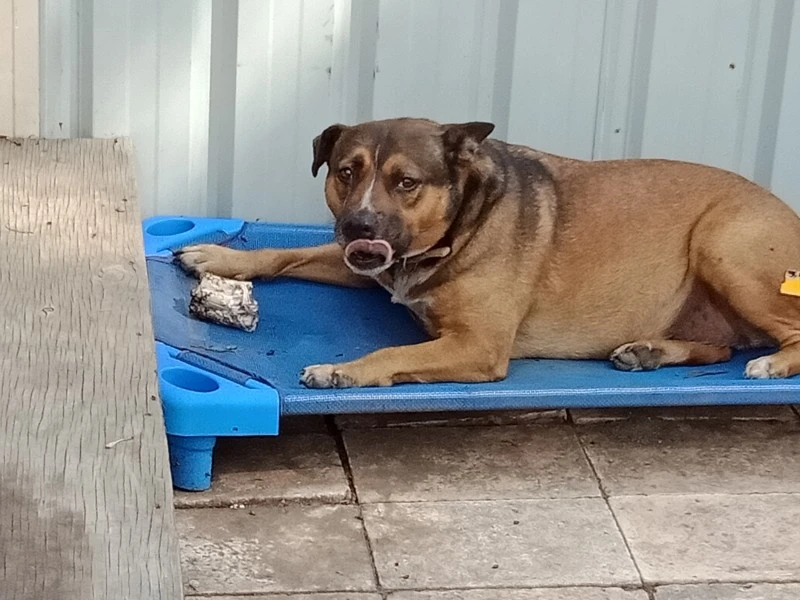 13year old staffty x red cattle