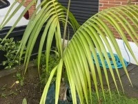 Kentia Palm