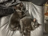 2 cats