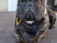 2 year old french bulldog