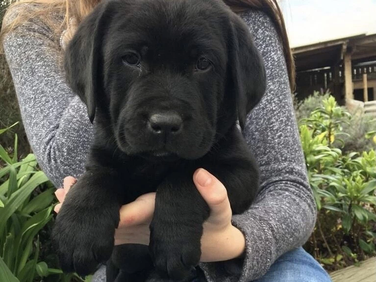 2 month Labrador