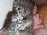 2 months old ragdoll