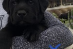 2 month Labrador