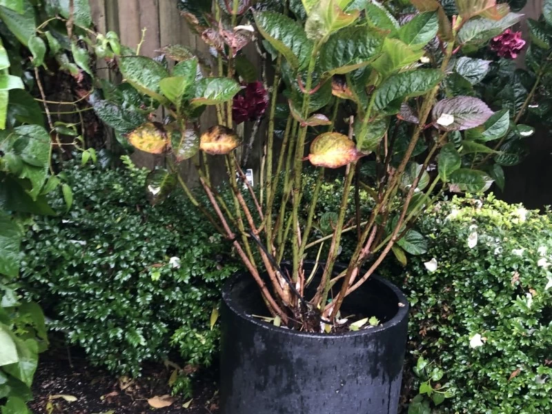 I am a gardener and have some shrubs planted in tubs. These an be move...