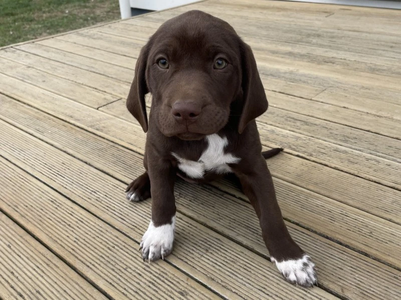 12 week Labrador puppy