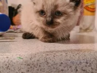 Kitten