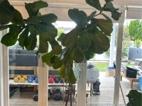 Fiddle Leaf Fig plants x 2
