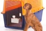 Dog crate (2)