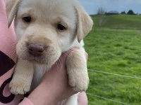 9 week old Labrador
