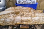 Petrified wood slab