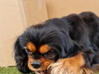 3 year old Cavallier King Charles Spaniel