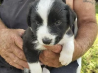 Border collie x 2 months