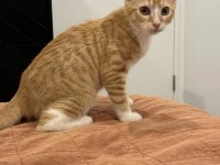 4 month old kitten
