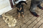 4 month old kelpie Puppy 4 month old kelpie Puppy