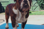 4 year old dog English bulldog