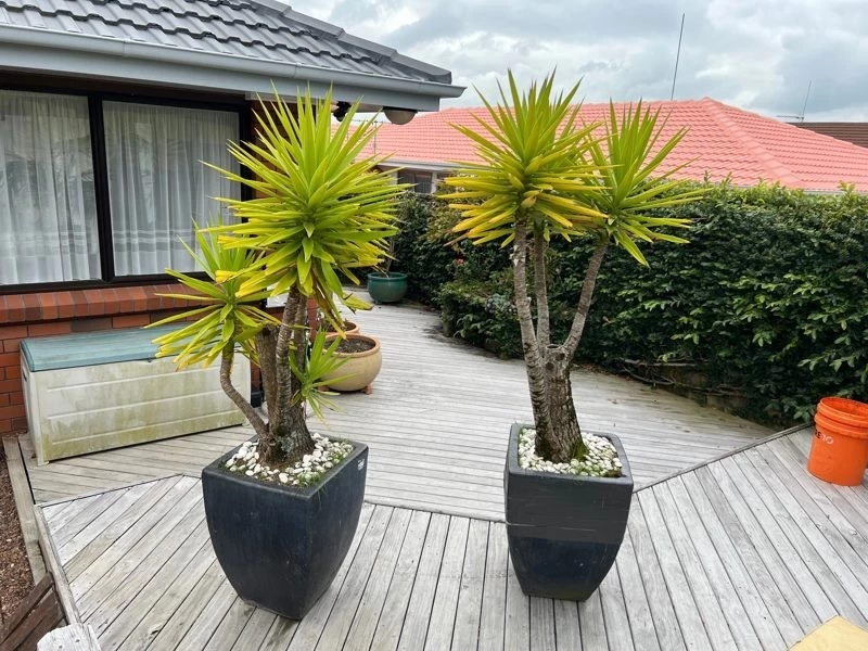 2 large potted plants