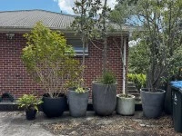 5x large pots with plants in them