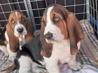 2 x 8 week old basset puppies