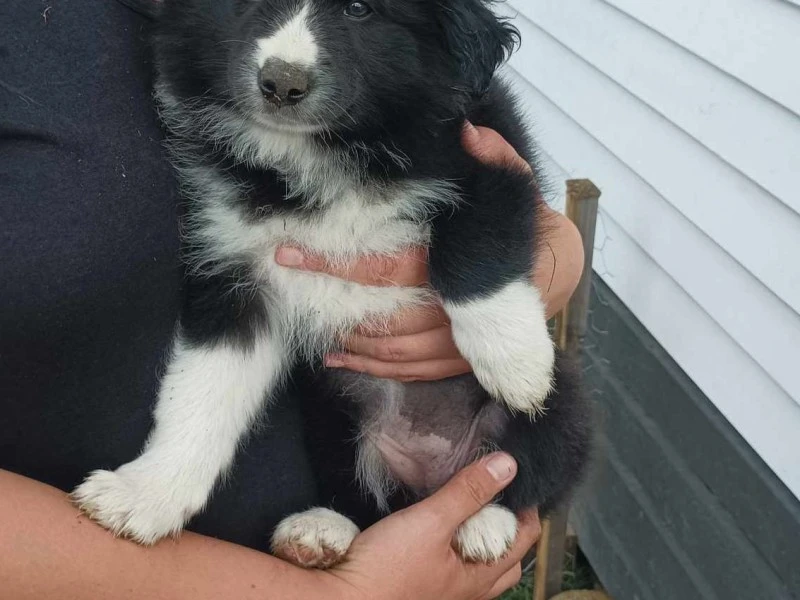 A 8 week old puppy