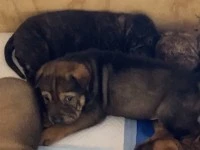 2 month puppy