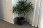 Plant (2), Office Desk, Office Shelves