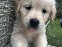 8 week old Golden Retriever Puppy