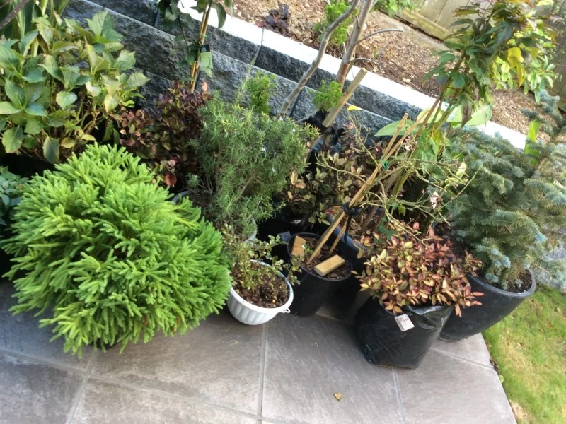 Plants in planter bags and pots