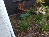 Plants in planter bags and pots