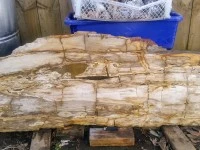 Petrified wood slab