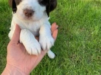 8 week old springer spaniel