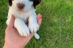 8 week old springer spaniel