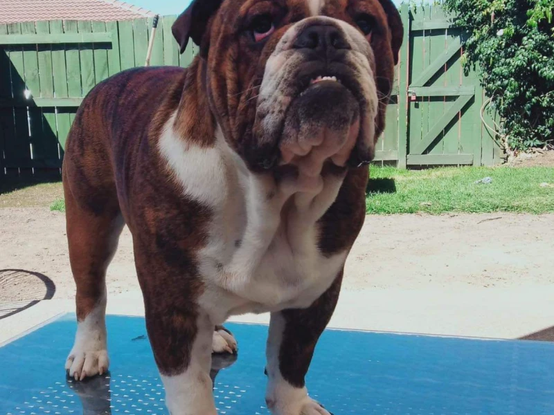 4 year old dog English bulldog