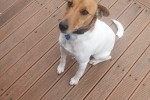 3 year old Jack Russel