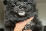 8 week Pomeranian puppy