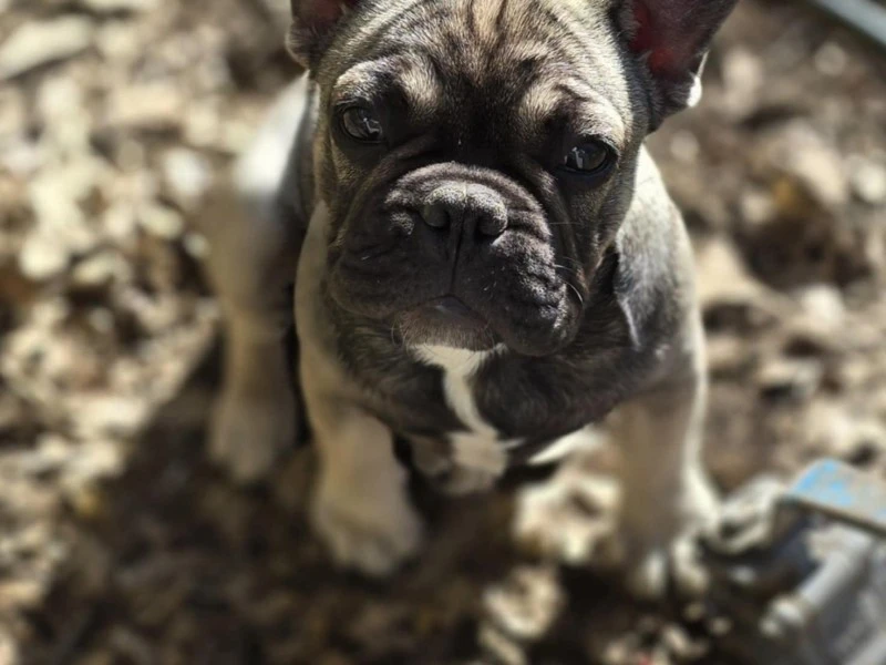 6 month old French Bulldog