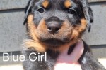 8 week old female rottweiler puppy